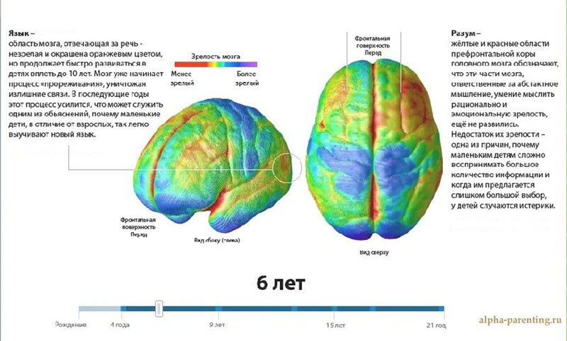 Файл:Mozg-detey-6.png