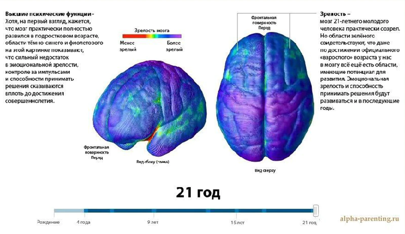 Файл:Mozg-detey-21.png
