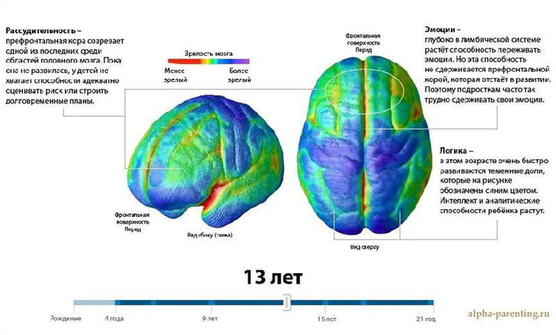Файл:Mozg-detey-13.png