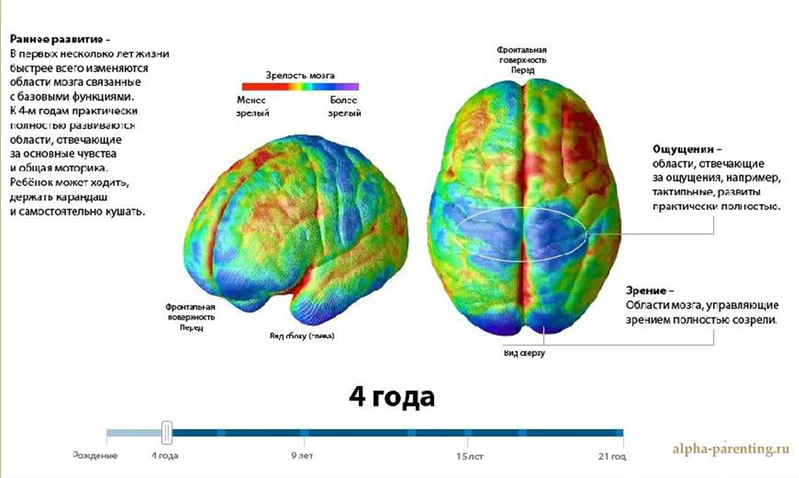 Файл:Mozg-detey-4.png